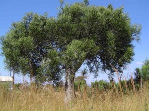 Euphorbia tirucalli