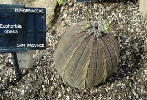 Euphorbia obesa