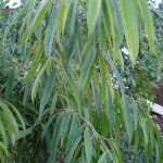 Ficus maclellandii Alii leaves