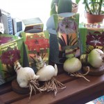 Hippeastrum bulbs