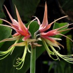 Hippeastrum - cybister