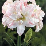 Hippeastrum - double flower