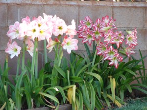 Hippeastrum hybrids