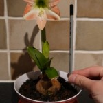 Hippeastrum - miniature