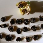 Hippeastrum seeds