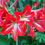 Hippeastrum - single flower