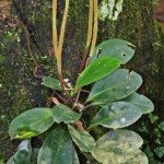 Peperomia obtusifolia