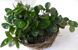 Peperomia obtusifolia