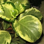 Peperomia obtusifolia Greengold