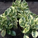 Peperomia obtusifolia Variegata