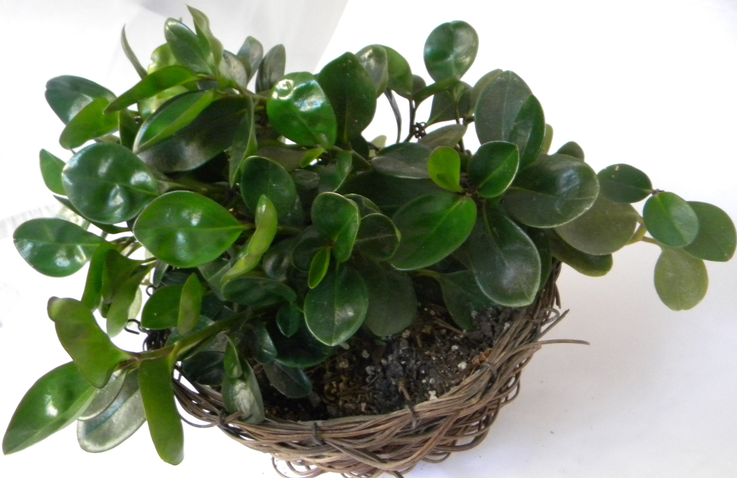 house plants with small leaves