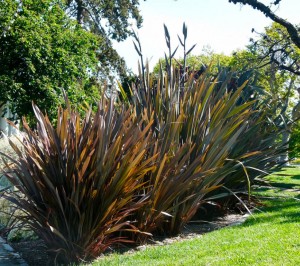 Phormium tenax