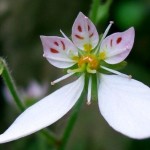 Saxifraga stolonifera flower