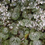 Saxifraga stolonifera groundcover