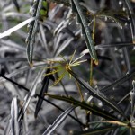 Schefflera elegantissima leaves