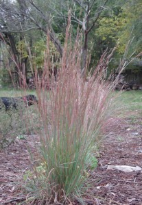 Schizachyrium scoparium