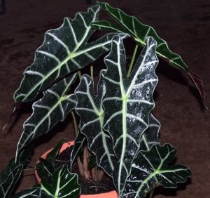 Alocasia X amazonica