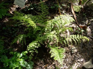 Asplenium bulbiferum