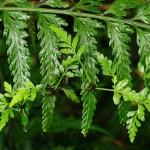 Asplenium bulbiferum - bulbils