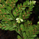 Asplenium bulbiferum - spors sori