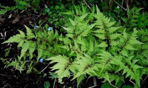 Athyrium niponicum