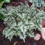 Athyrium niponicum var. Pictum