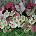 Caladium X hortulanum