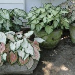 Caladium X hortulanum