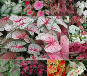 Caladium X hortulanum