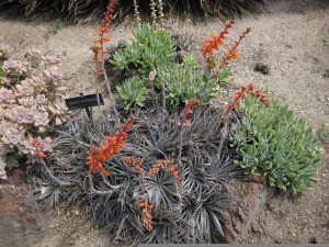 Dyckia fosteriana