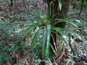 Guzmania lingulata