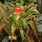 Guzmania lingulata cardinalis