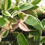 Hoya carnosa Variegata