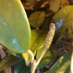 Hoya carnosa mature flower spur