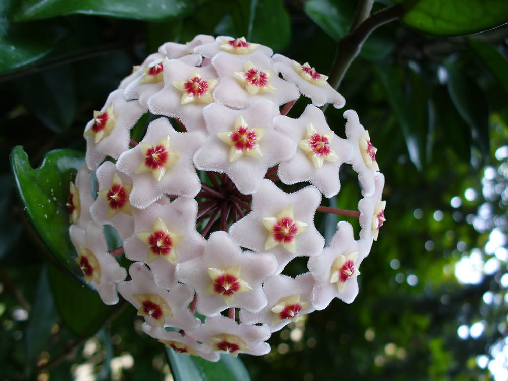 Plants & Flowers » Hoya carnosa