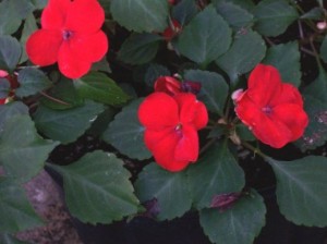 Impatiens walleriana