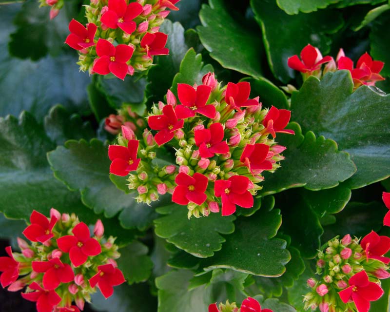 Plants Flowers Kalanchoe Blossfeldiana