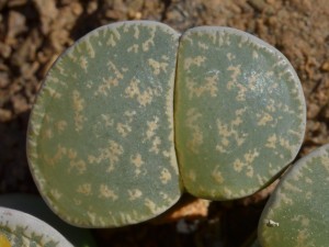 Lithops lesliei