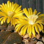 Lithops lesliei - flowers
