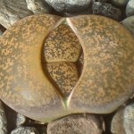 Lithops lesliei - new leaves