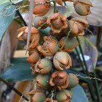 Lytocaryum weddellianum - fruits