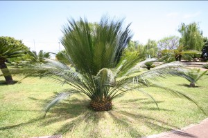 Macrozamia communis