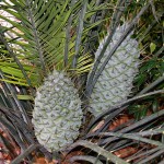 Macrozamia communis - cones