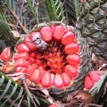 Macrozamia communis - seed