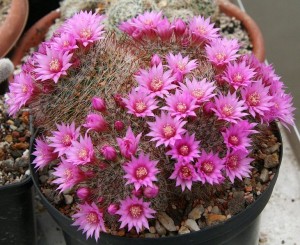 Mammillaria zeilmanniana