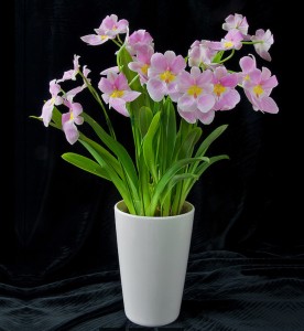 Miltonia vexillaria