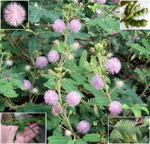 Mimosa pudica