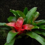 Neoregelia carolinae Marechalii