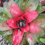 Neoregelia carolinae Meyendorffii