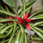 Neoregelia carolinae Tricolor